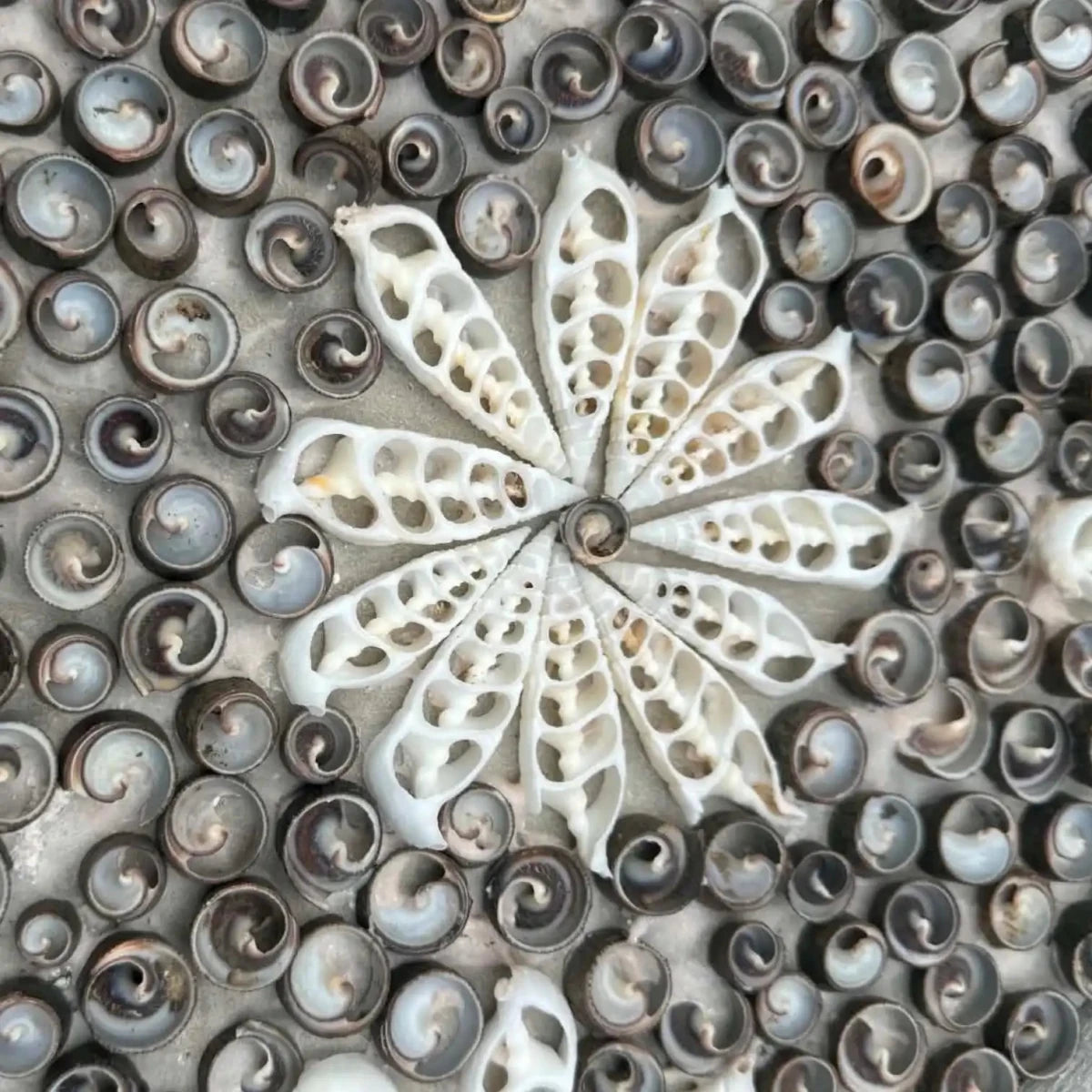 Handcrafted Turtle Wall Hanging Shell Inlay Detail