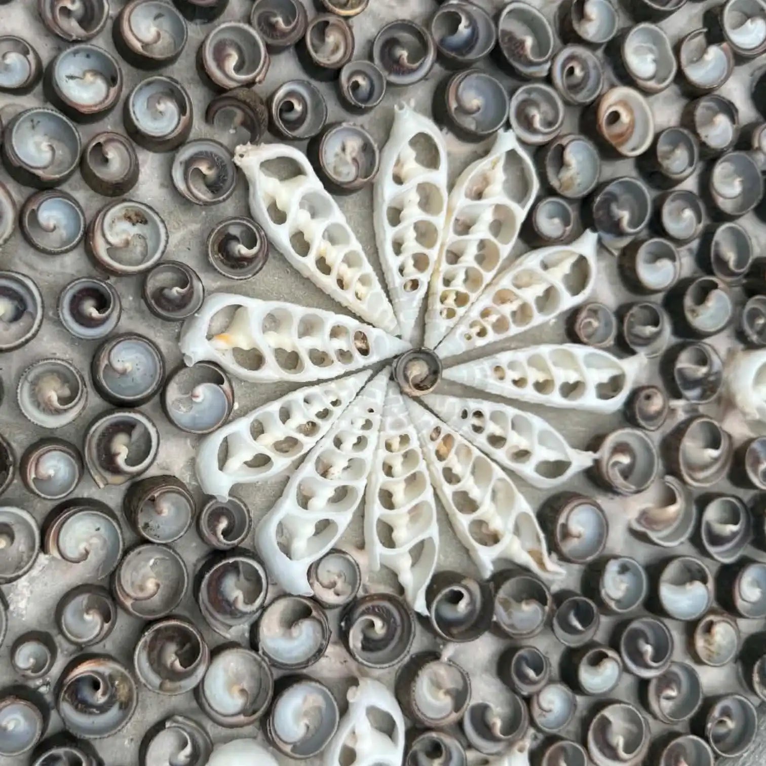 Turtle Wall Hanging Shell Inlay